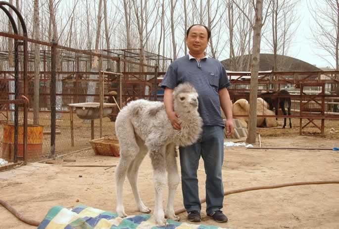 我们动物写生园区骆驼家族喜添“新丁” 我们动物写生园区骆驼家族喜添“新丁”